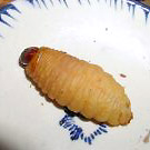 椰子虫